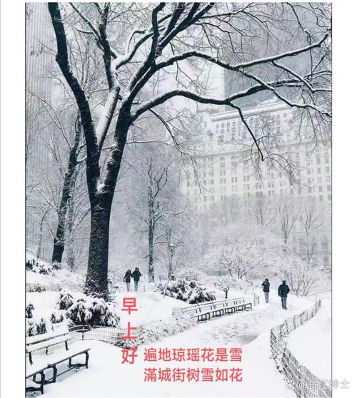 早上，冷冷的风吹落了樱花满地飞，倒春寒真的好冷啊
