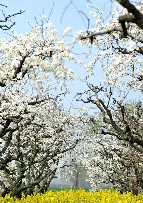 上海：嘉定梨花节开幕 千亩梨园百亩油菜组成春日花
