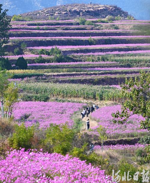 邹平市临池镇：穿过白云山隧道 与梯田花海撞个满怀