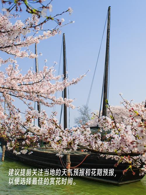 鼋头渚樱花谷，来无锡必游太湖，游太湖必至鼋头渚，太湖佳绝处