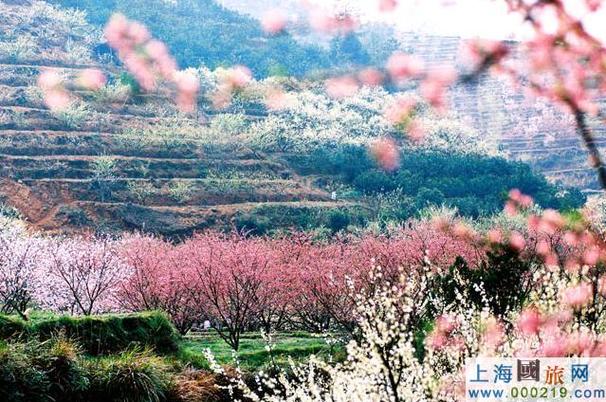 春日俯瞰萧县沈峪桃花坞，漫步山间小径，感受大自然的美好